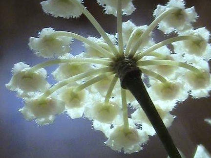 Hoya lacunosa