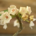 Hoya longifolia