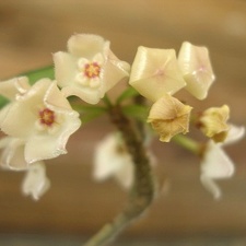 Hoya longifolia