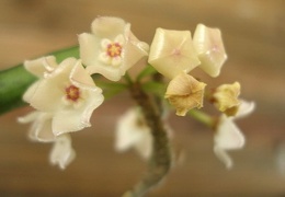 Hoya longifolia