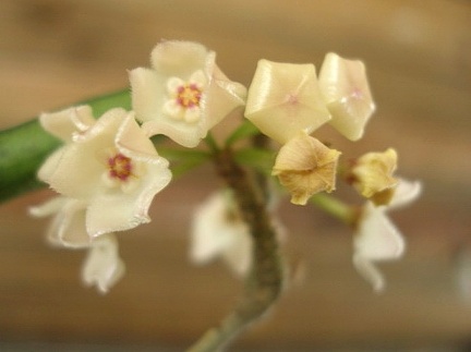 Hoya longifolia