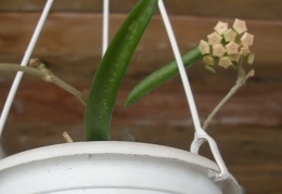 Hoya longifolia1