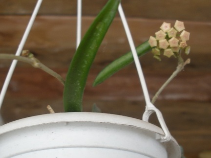 Hoya longifolia1