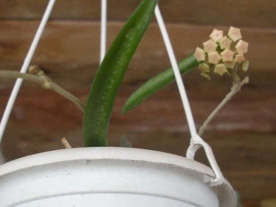 Hoya longifolia1