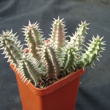 Huernia SP