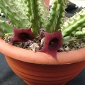 Huernia SP 2