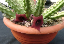 Huernia SP 2