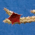 Huernia arabica LAVRANOS 13103 ES 3421