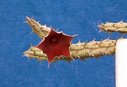 Huernia arabica LAVRANOS 13103 ES 3421