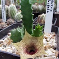 Huernia barbata