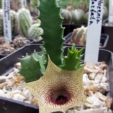 Huernia barbata