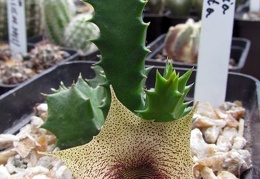 Huernia barbata