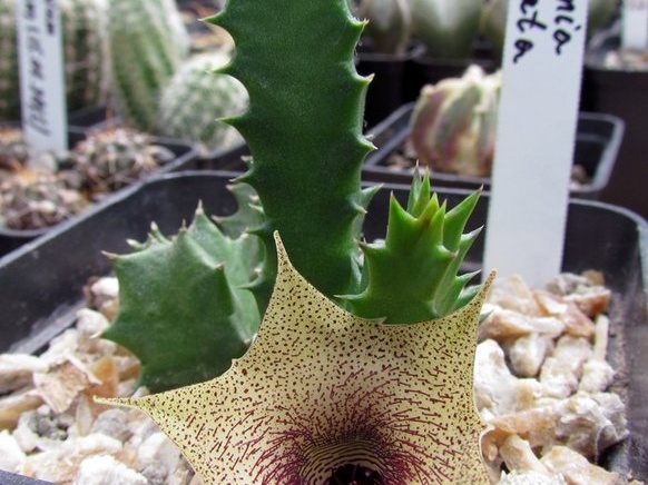 Huernia barbata