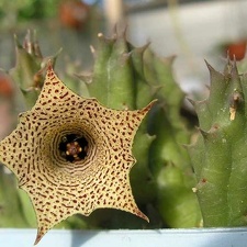 Huernia concinna