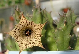 Huernia concinna