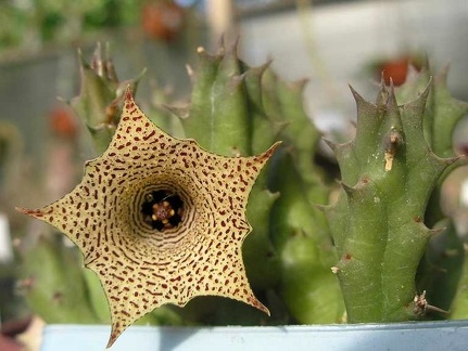 Huernia concinna