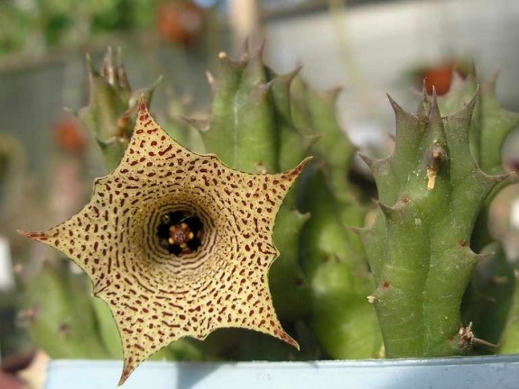 Huernia concinna