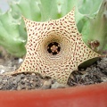 Huernia concinna 001