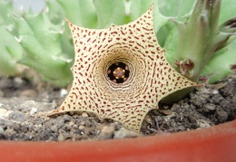 Huernia concinna 001