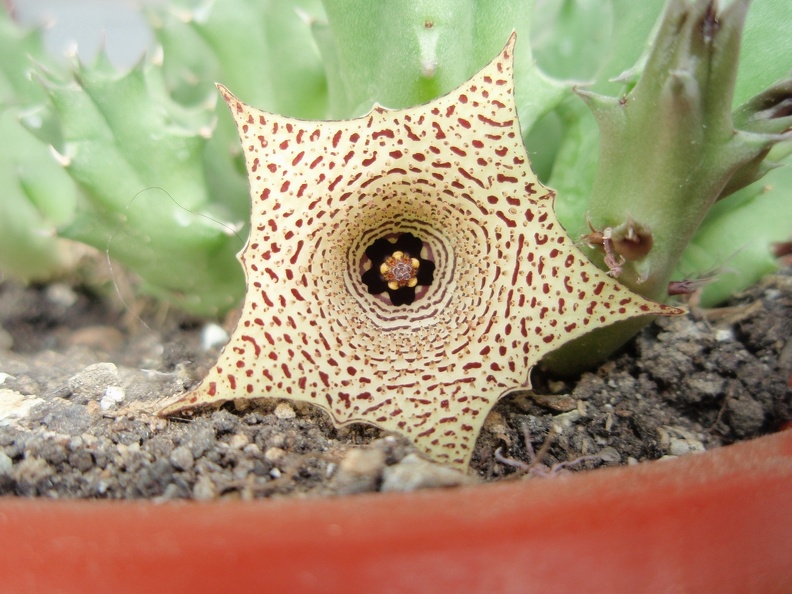 Huernia concinna 001