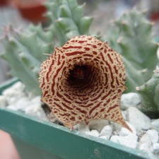 Huernia decumbens