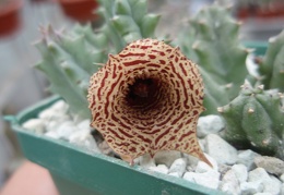 Huernia decumbens