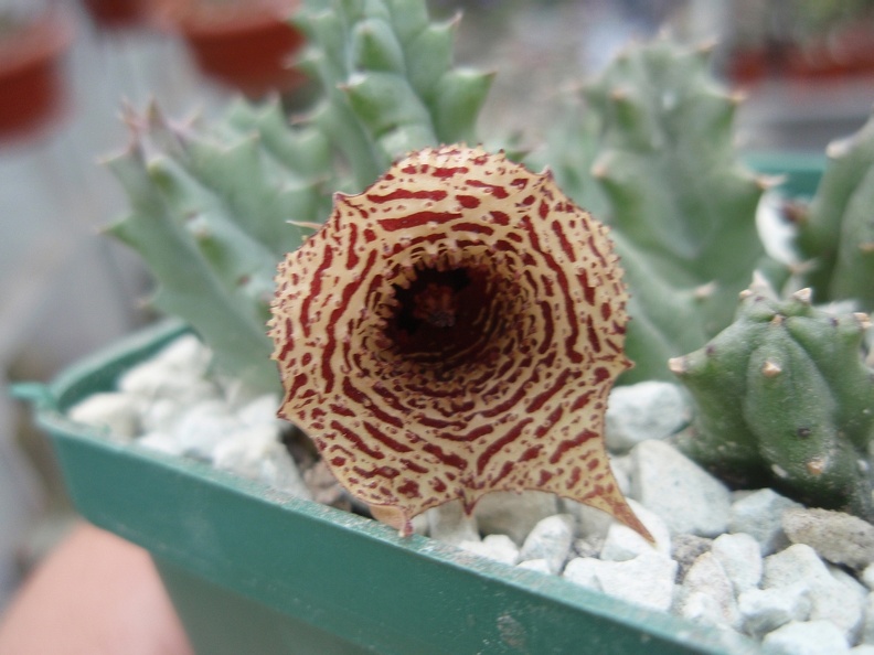 Huernia decumbens