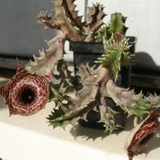 Huernia guttata subsp. reticulata