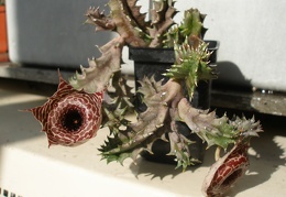 Huernia guttata subsp. reticulata