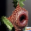 Huernia guttata ssp  reticulata