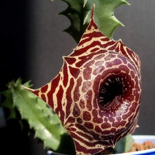 Huernia guttata ssp  reticulata