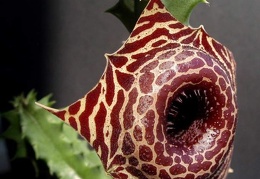 Huernia guttata ssp  reticulata