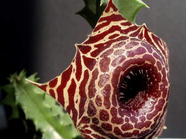 Huernia guttata ssp  reticulata