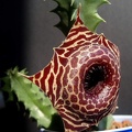 Huernia_guttata_ssp__reticulata.JPG