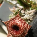 Huernia guttata subsp. reticulata