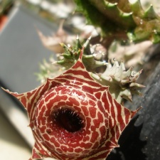 Huernia guttata subsp. reticulata