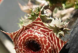 Huernia guttata subsp. reticulata