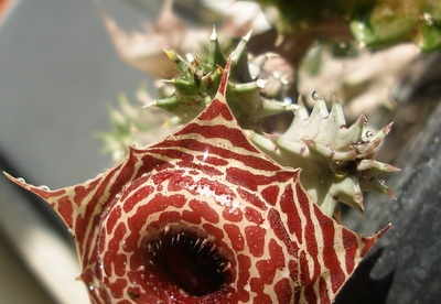 Huernia guttata subsp. reticulata
