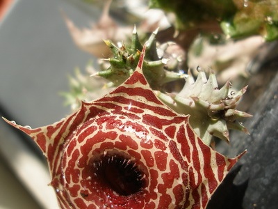 Huernia guttata subsp. reticulata