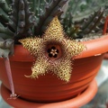 Huernia hystrix 001