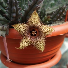 Huernia hystrix 001
