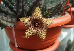 Huernia hystrix 001