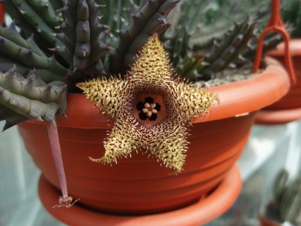Huernia hystrix 001