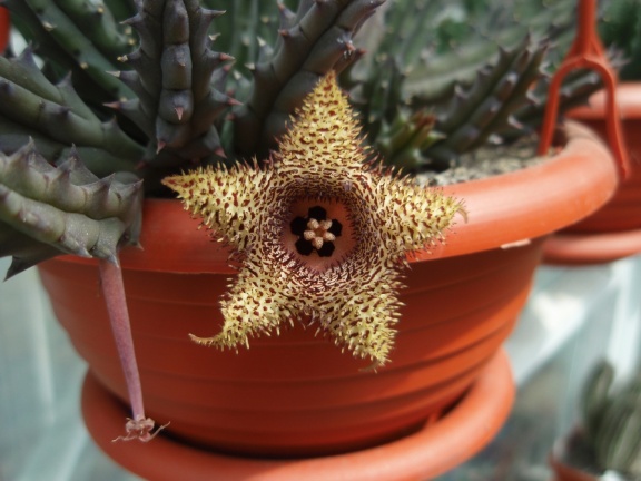 Huernia hystrix 001