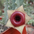 Huernia insigniflora