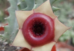 Huernia insigniflora