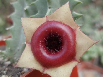 Huernia insigniflora