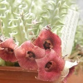 Huernia macrocarpa v  penzigii