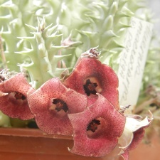 Huernia macrocarpa v  penzigii