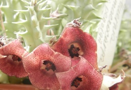 Huernia macrocarpa v  penzigii